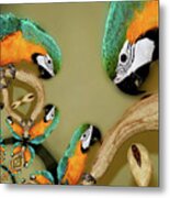 Blue And Gold Macaw Parrot Abstract Metal Print