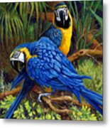 Blue And Gold Macaws Metal Print