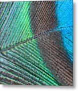 Blue And Green Feathers Metal Print
