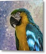 Blue And Yellow Macaw Metal Print