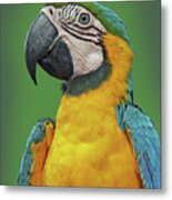 Blue-and-yellow Macaw Metal Print
