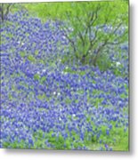 Blue Bonnets,poppies And Willow Tree. Metal Print
