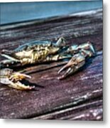 Blue Crab - Above View Metal Print