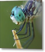 Blue Dasher Dragonfly #2 Metal Print
