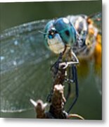 Blue Dasher Dragonfly Metal Print