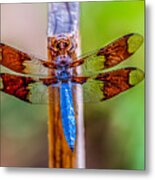 Blue Dragonfly Metal Print