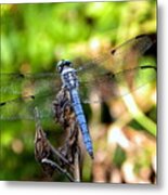 Blue Dragonfly Metal Print