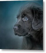 Blue Eyed Puppy Metal Print