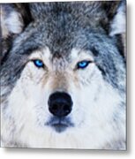 Blue Eyed Wolf Portrait Metal Print