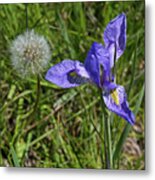 Blue Flag And Dandy Metal Print