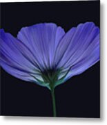 Blue Flower Metal Print