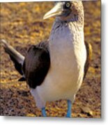 Blue-footed Booby Metal Print