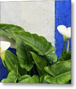 Blue Garden Contrasts - Calla Lilies Against The Wall Right Metal Print