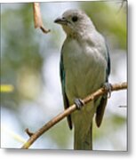 Blue Gray Tanager Cameguadua Chinchina Colombia Metal Print