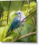 Blue Gray Tanager Panaca Quimbaya Colombia Metal Print