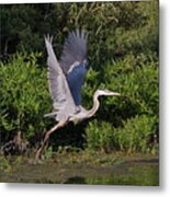 Blue Heron Metal Print