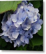 Blue Hydrangea Blooms Metal Print