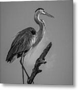 Blue In Black-bw Metal Print