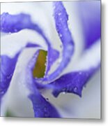 Blue Inspiration. Lisianthus Flower Macro Metal Print