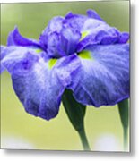 Purple Iris Metal Print