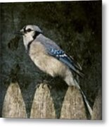 Blue Jay On The Fence Metal Print