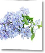 Blue Lilac Metal Print