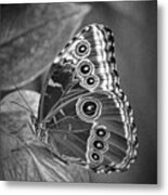 Blue Morpho Butterfly Black And White Metal Print