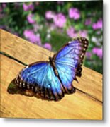 Blue Morpho Butterfly On A Wooden Board Metal Print