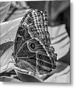 Blue Morpho Butterfly Underside Bw Metal Print