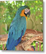 Blue Parrot With A Toy Metal Print