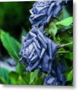 Blue Rose Metal Print