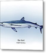 Blue Shark Metal Print