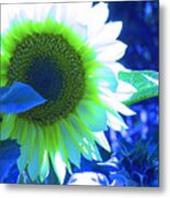 Blue Tinted Sunflower Metal Print