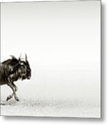 Blue Wildebeest In Desert Metal Print