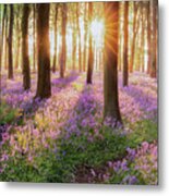Bluebell Forest Path At Sunrise Metal Print