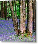 Bluebell Wood Aberfoyle Metal Print