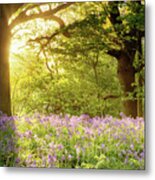 Bluebell Wood With Magical Morning Sunrise Metal Print