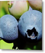 Blueberries Metal Print