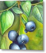 Blueberrries Metal Print