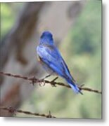 Bluebird On The Fence Metal Print