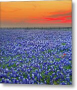 Bluebonnet Sunset Vista - Texas Landscape Metal Print