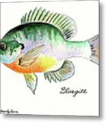 Bluegill Fish Metal Print