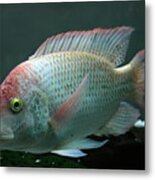 Blushing Tilapia Metal Print