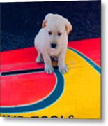 Board Dog Metal Print