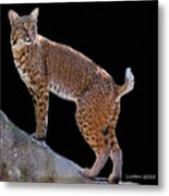 Bobcat 2 Metal Print