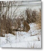 Bobcat Blending In Metal Print