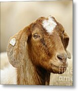 Boer Goat Metal Print