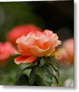 Bokeh Roses Metal Print