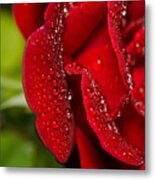 Bold And Beautiful Rose Botanical / Nature / Floral Photograph Metal Print