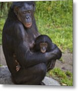 Bonobo Pan Paniscus Mother Cradling Metal Print